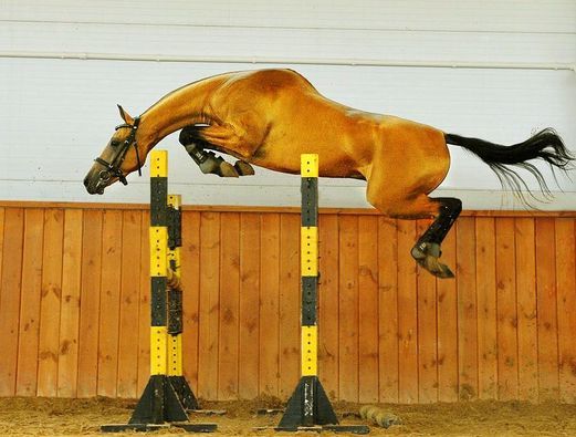 Loose Jumping Clinic & Hire