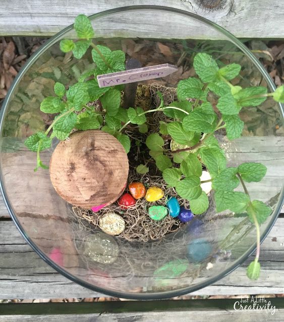 Terrarium Time! Pot of Gold Edition!