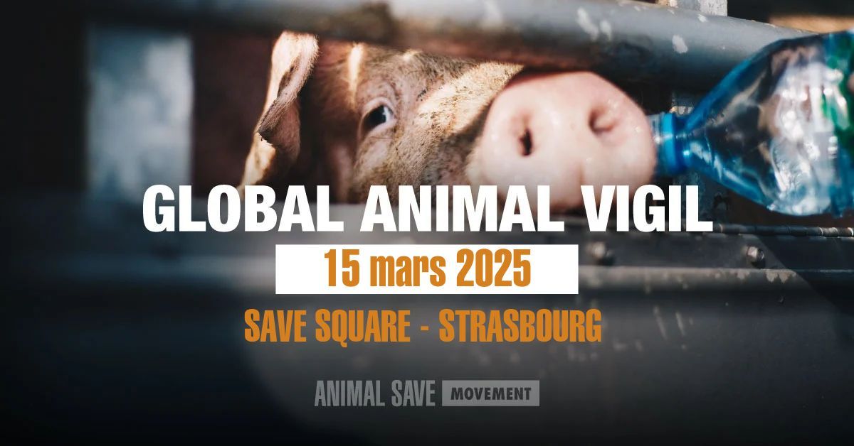 Save Square 10 - Strasbourg - \u00c9v\u00e8nement International : Global Animal Vigil