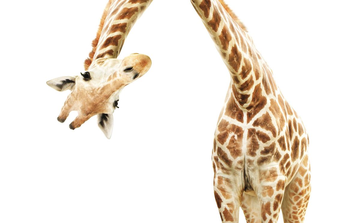 Oasis Presents:  The Behavior and Ecology of Giraffes!