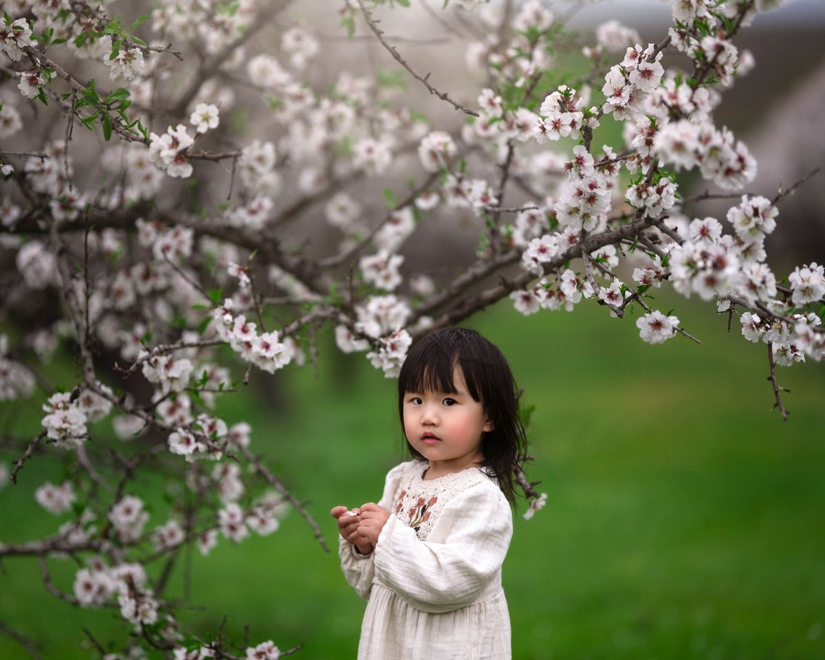 Apple Blossom Photography Sessions at @Lenswood 