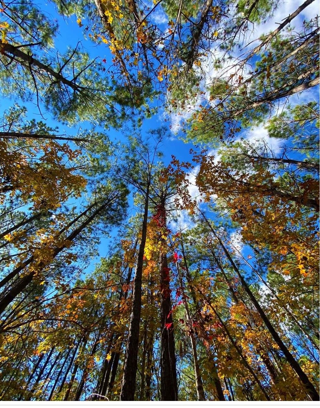 Citizen Science: Treetop Trigonometry