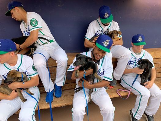 Yard Goats Baseball at Dunkin\u2019 Donuts Park