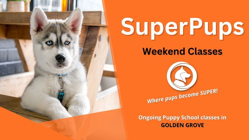 SuperPups Casual Group Class NORTH