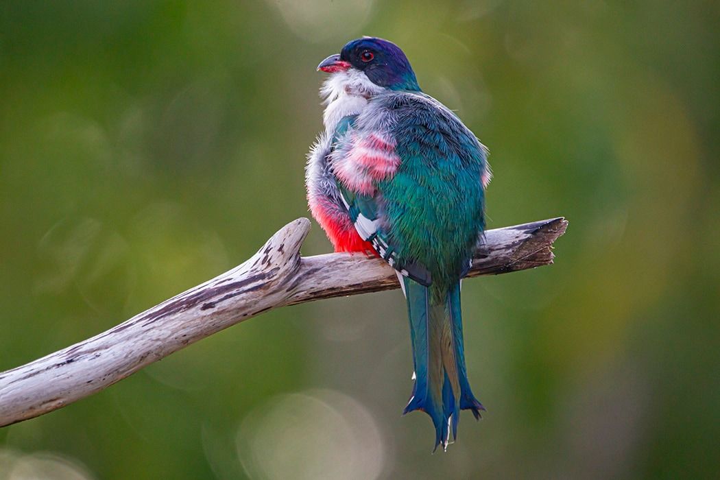 Birding From the Caribbean to Central and South America