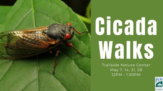 Cicada Walks