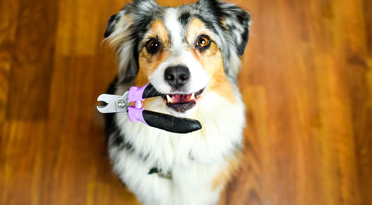 Nail trim Clinic 