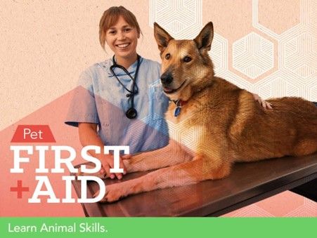 Pet First Aid