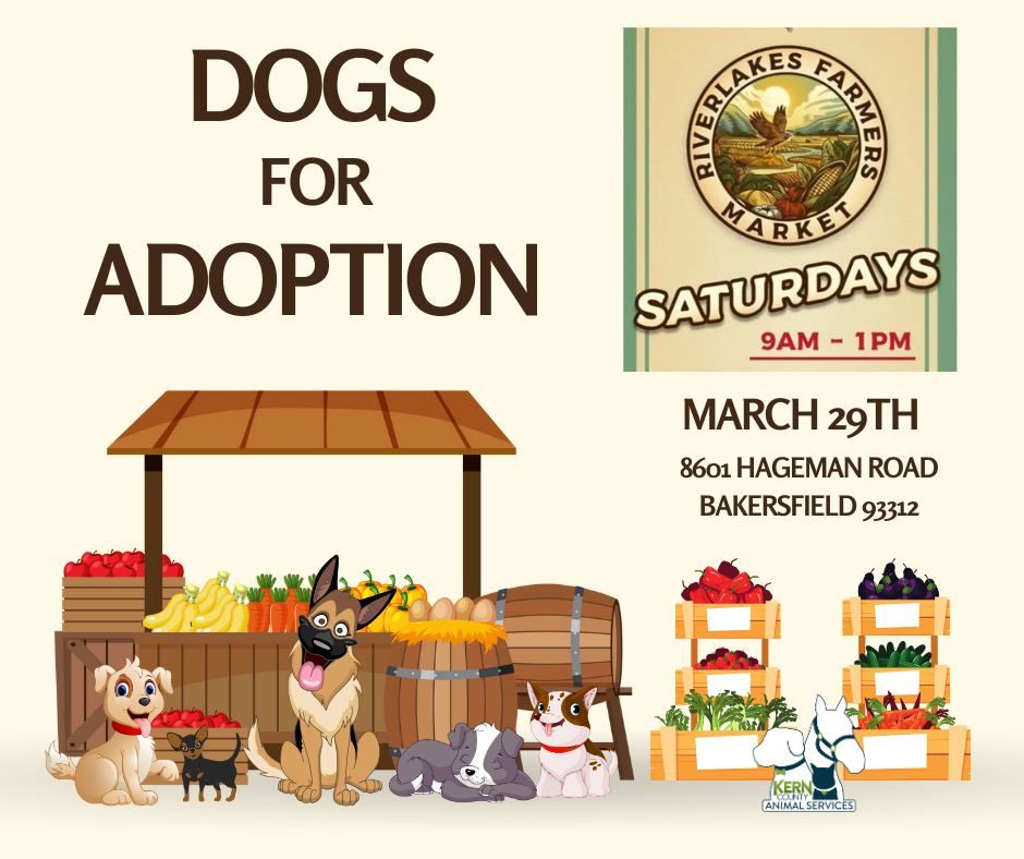 Dogs for Adoption at Riverlakes Farmers Market