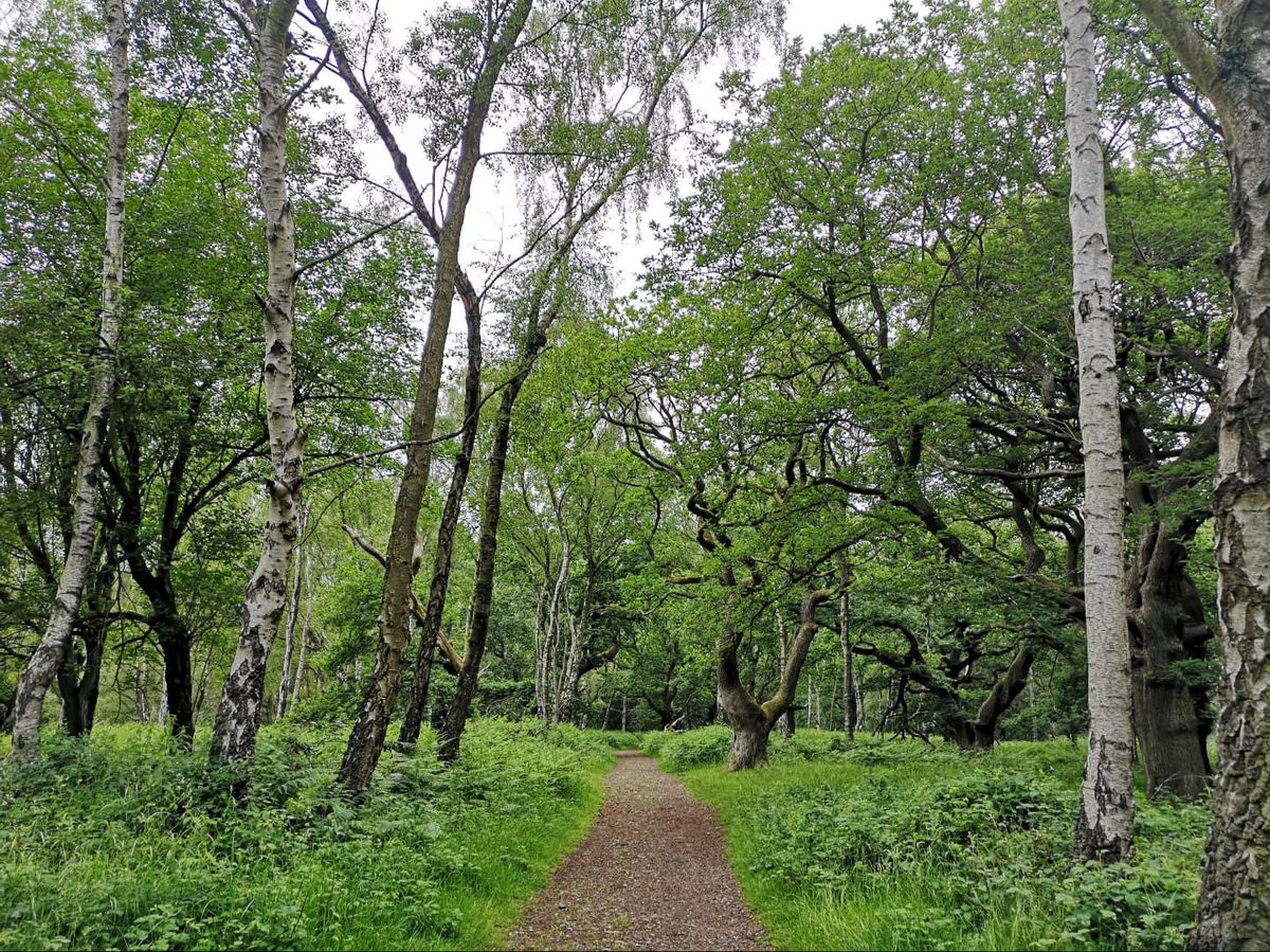 Seeing the Trees