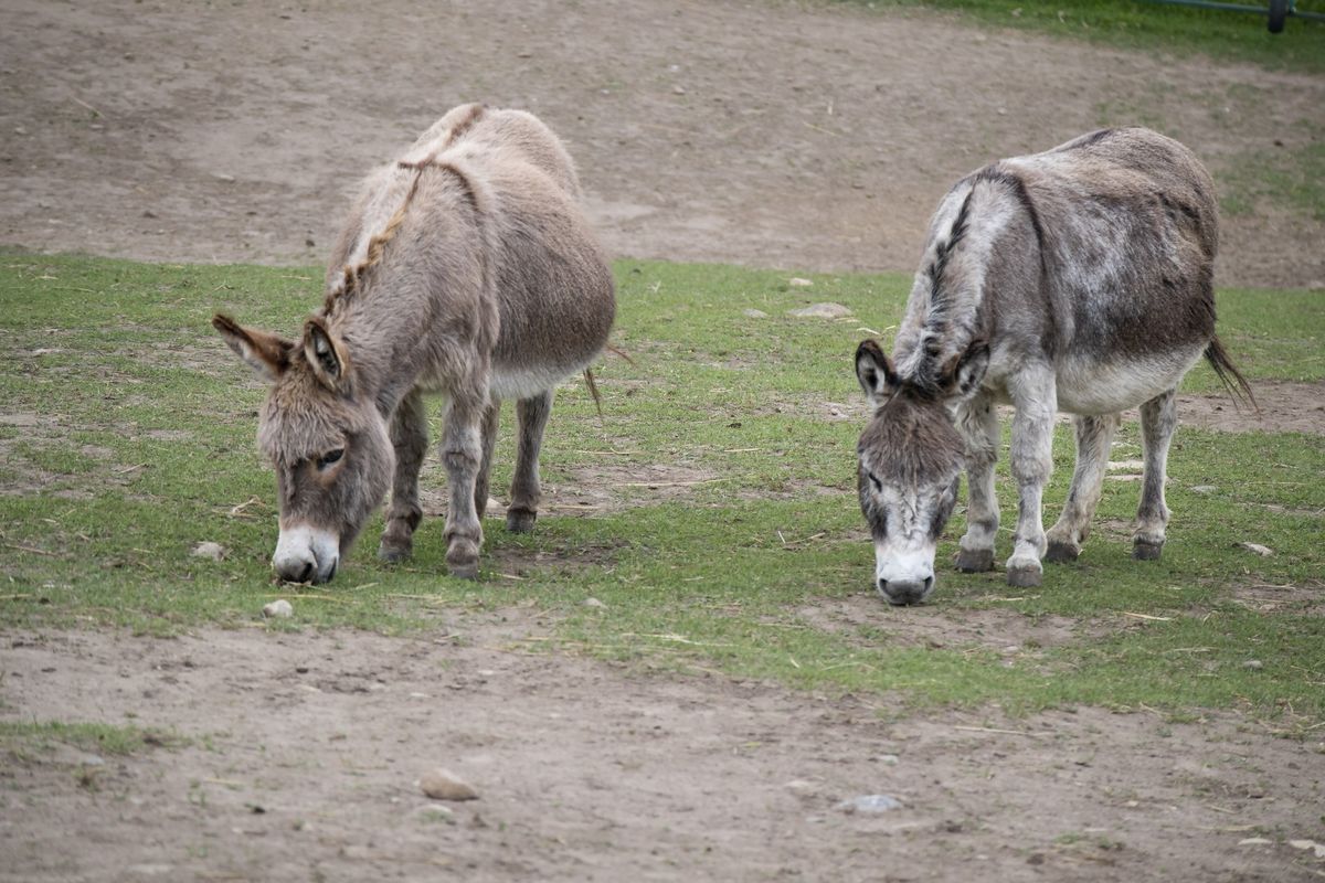 Seniors' Day at The Donkey Sanctuary of Canada