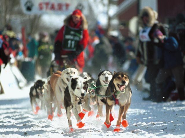 MUSH with Noggin, the Sled Dog!