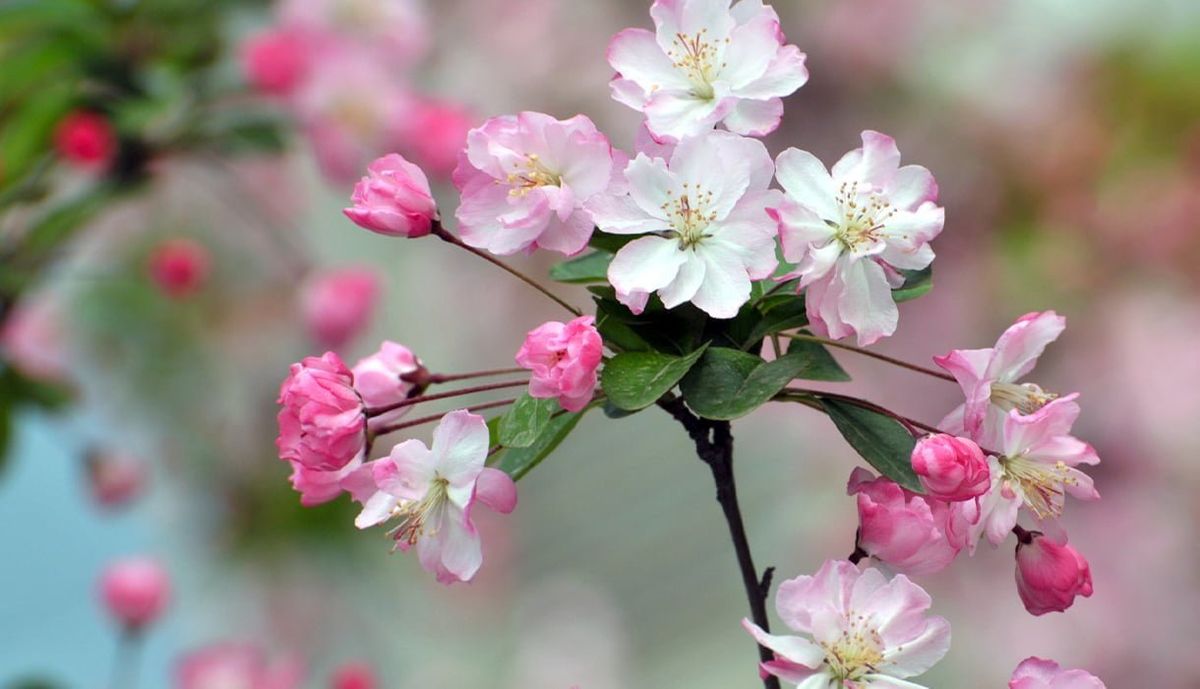 THE BLOSSOMING STAGE DANCEPARTY