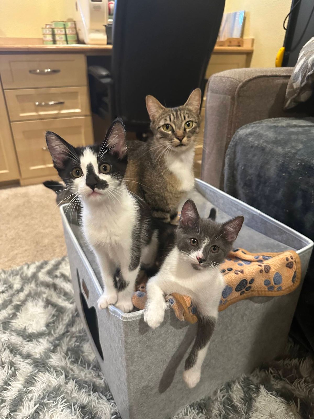 Kitten Adoption Fair!