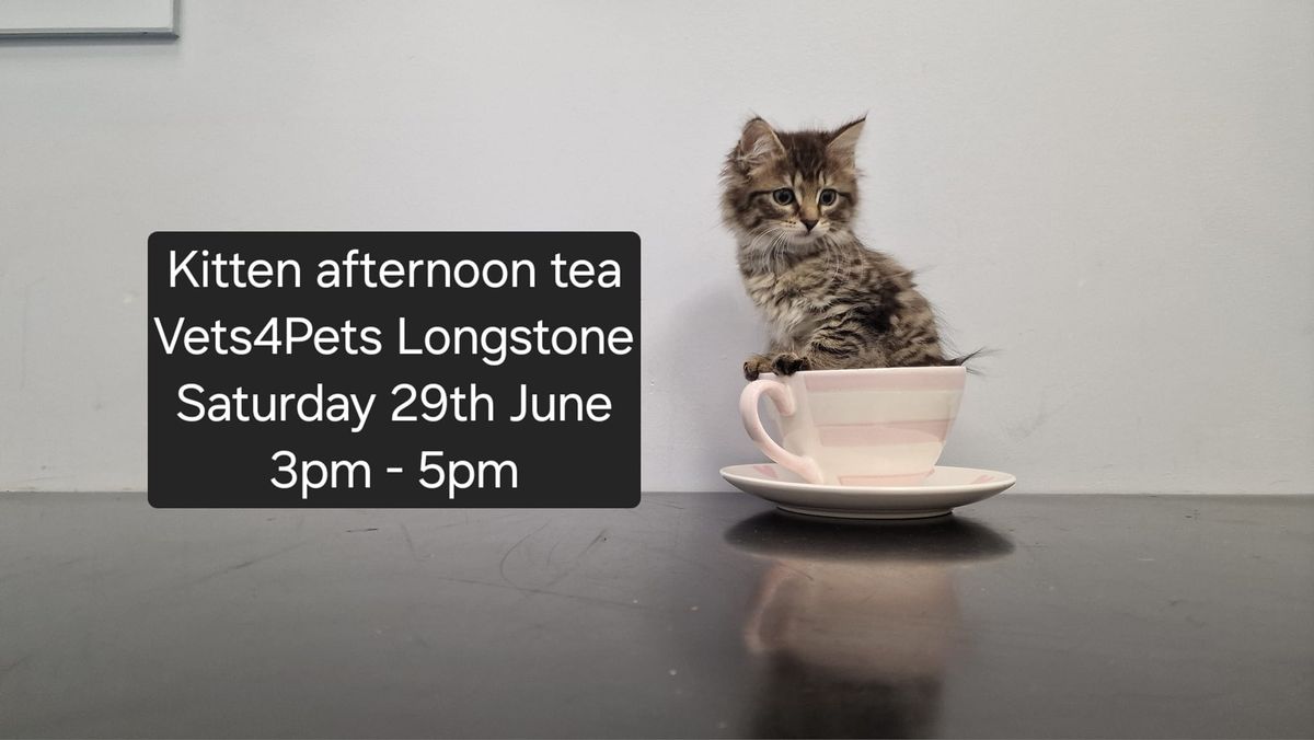 kitten afternoon tea