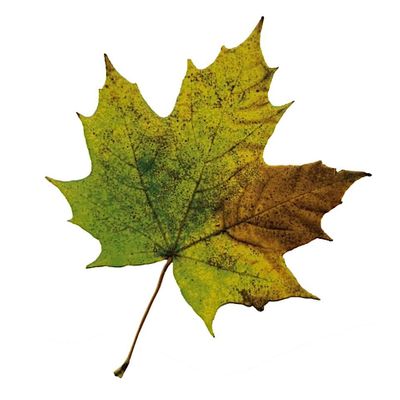 South Mountain Conservancy