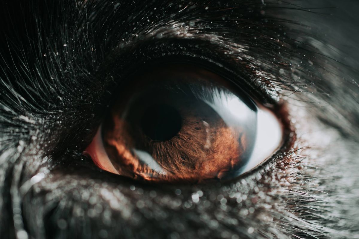 Animal Vision and Eye Health, 3+