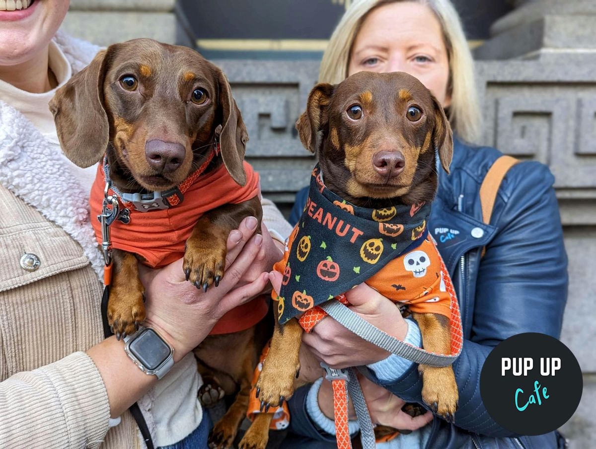 Halloween Dachshund Pup Up Cafe - Leeds \ud83c\udf83