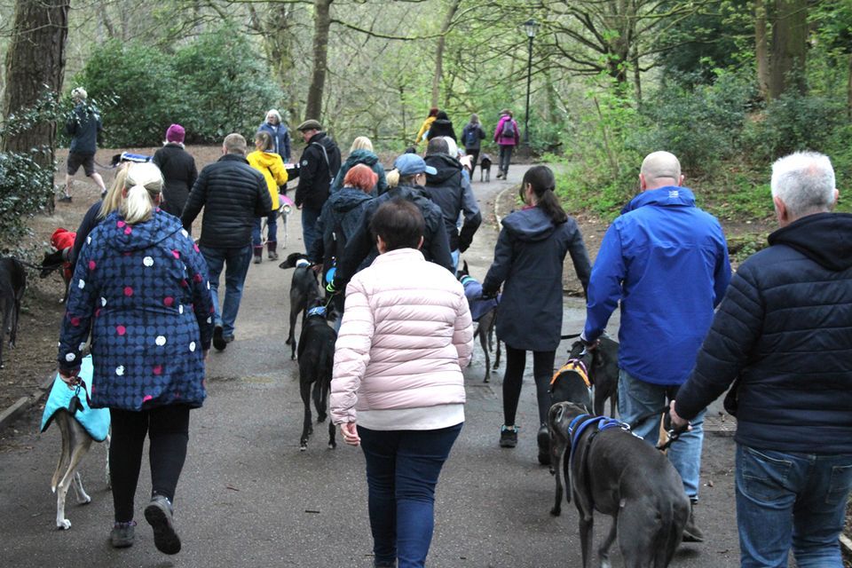 Social dog walk - sighthounds only please