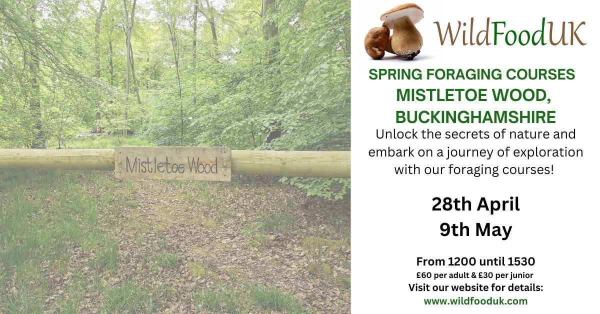 Buckinghamshire, Mistletoe Woods, Spring Foraging Course
