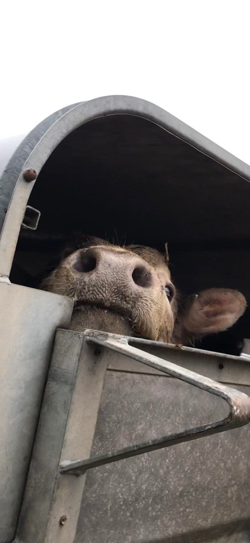 Vigil for the ABP Cows