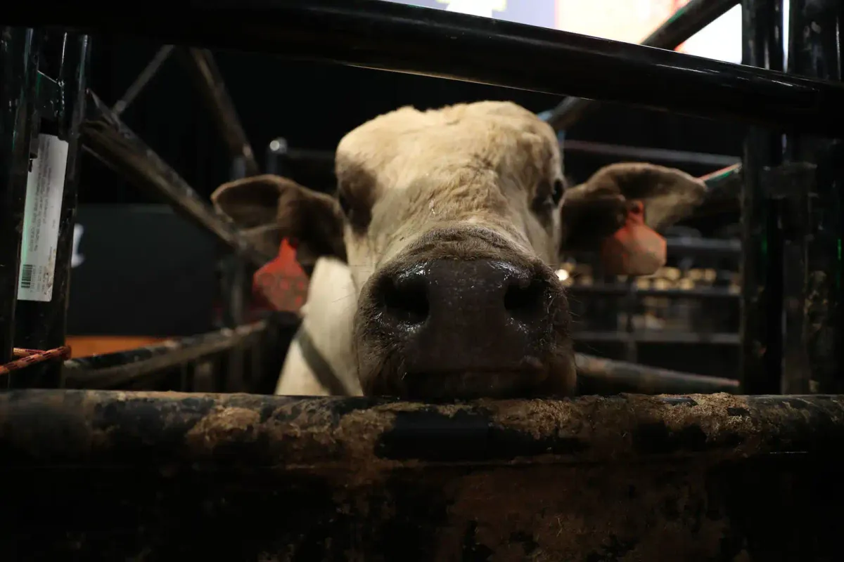 Midway Auto Dealerships PBR Challenge