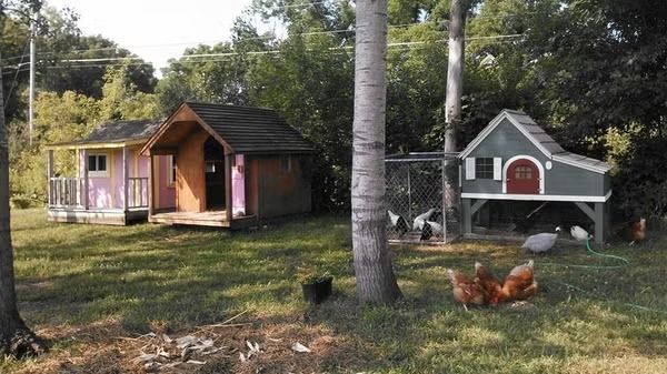 Raising Backyard Chickens, Ducks & Quail