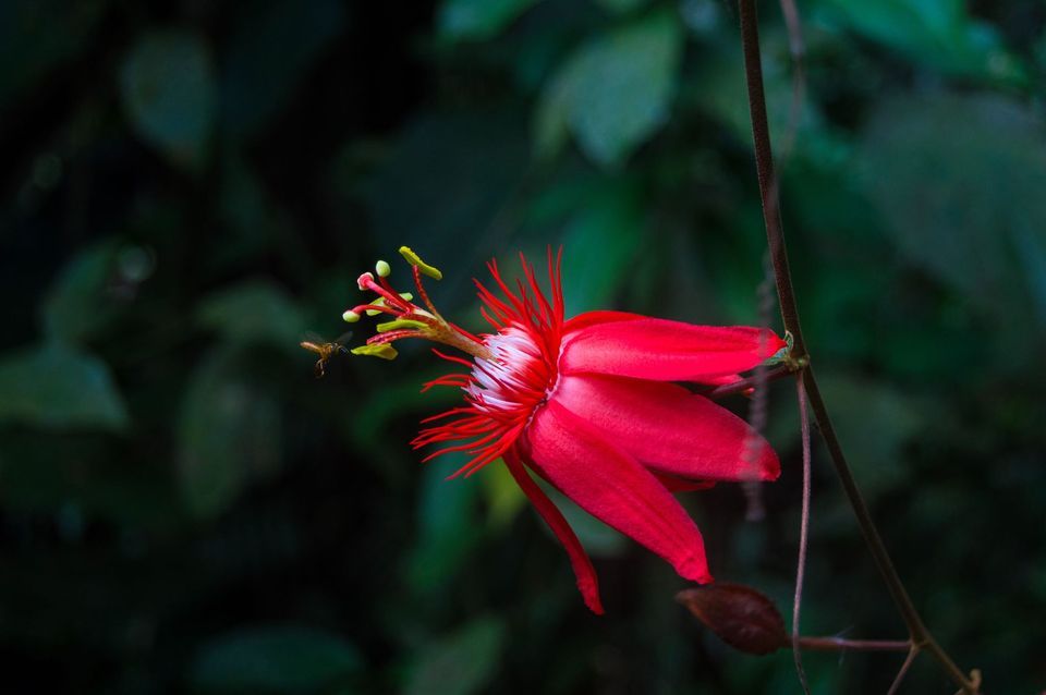 Aloha Nights at New York Botanical Garden - (Various Dates)