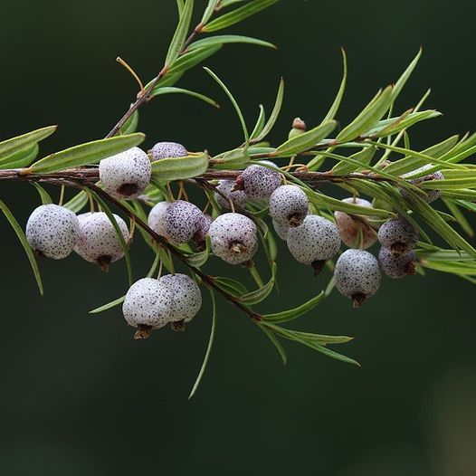 Grow your own Native Edible plants., Collingwood Children's Farm, South