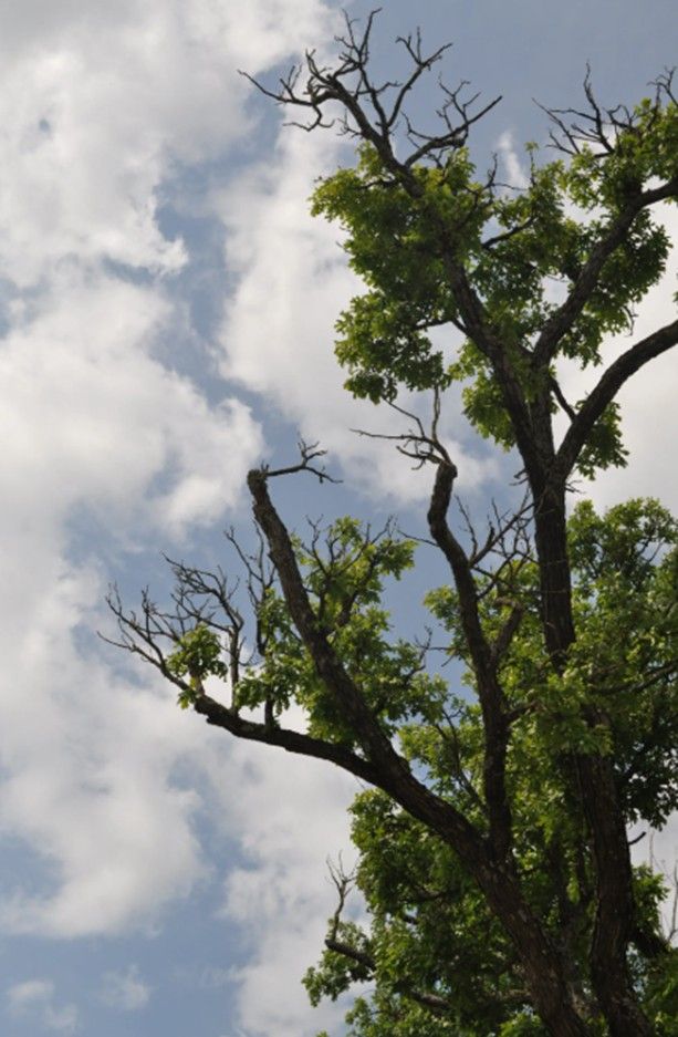 Mountain View Community Neighborhood Service