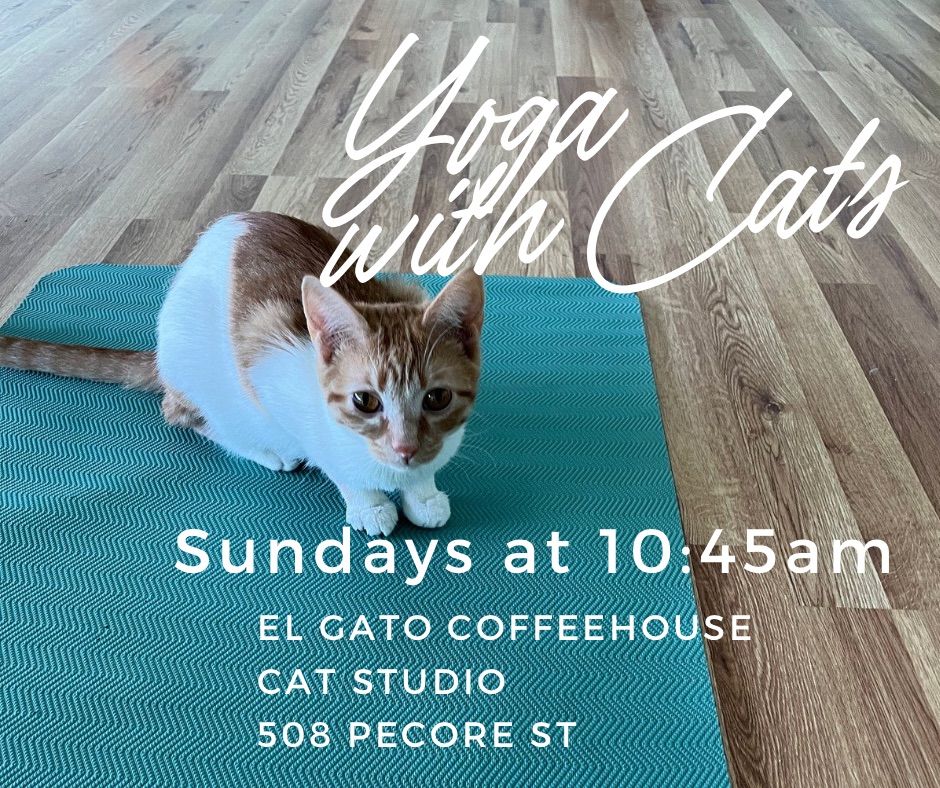 Yoga with Cats