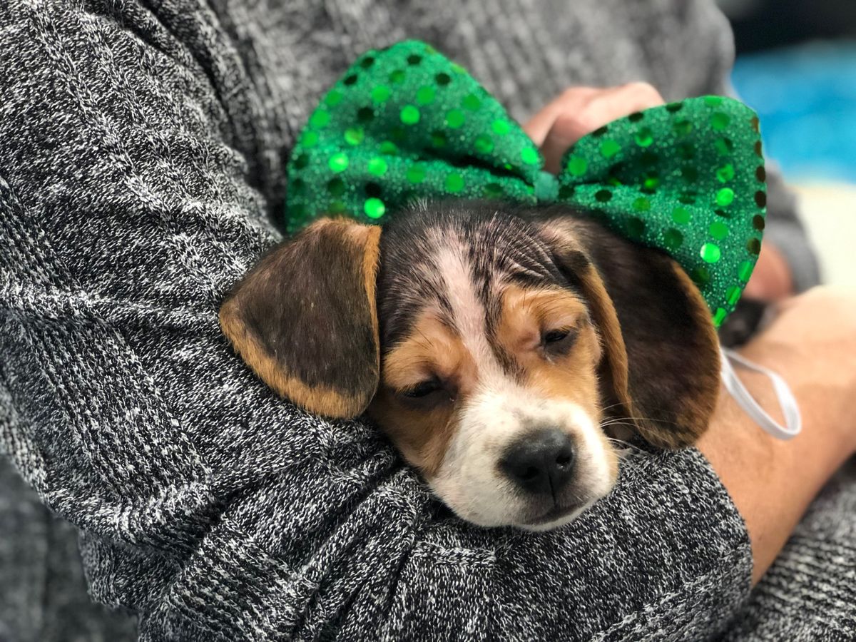 Triangle Beagle Rescue Adopt a thon at Rosecomb in Cary