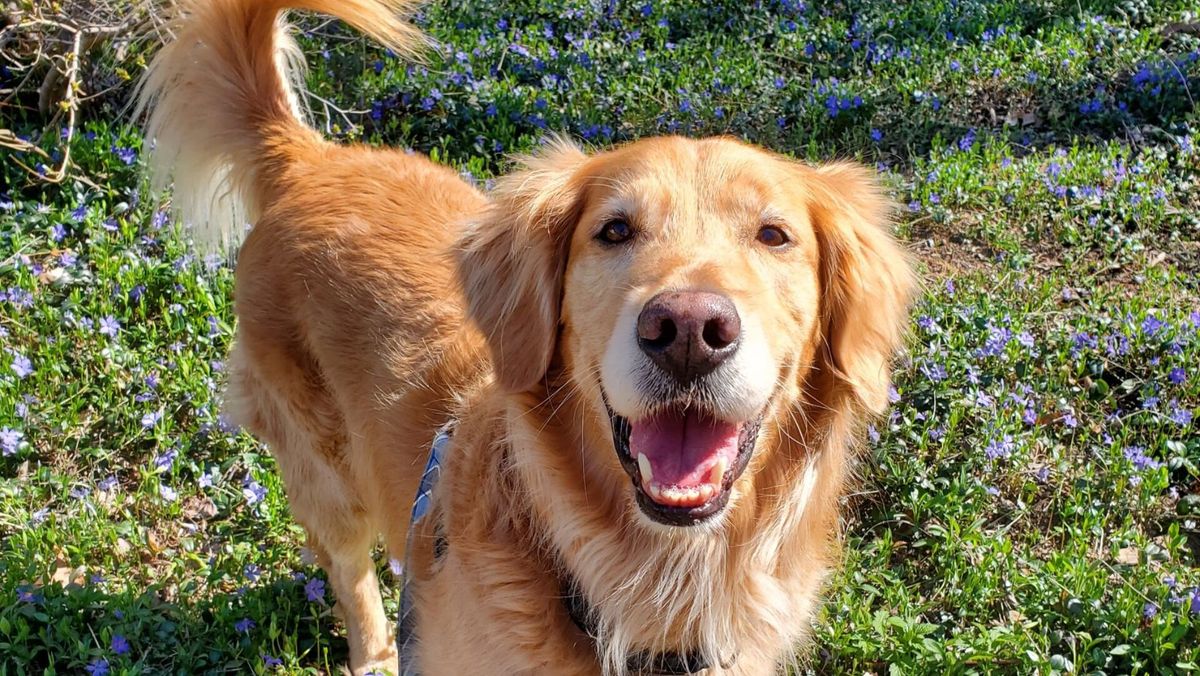 Yankee Golden's Fall for Goldens Festival