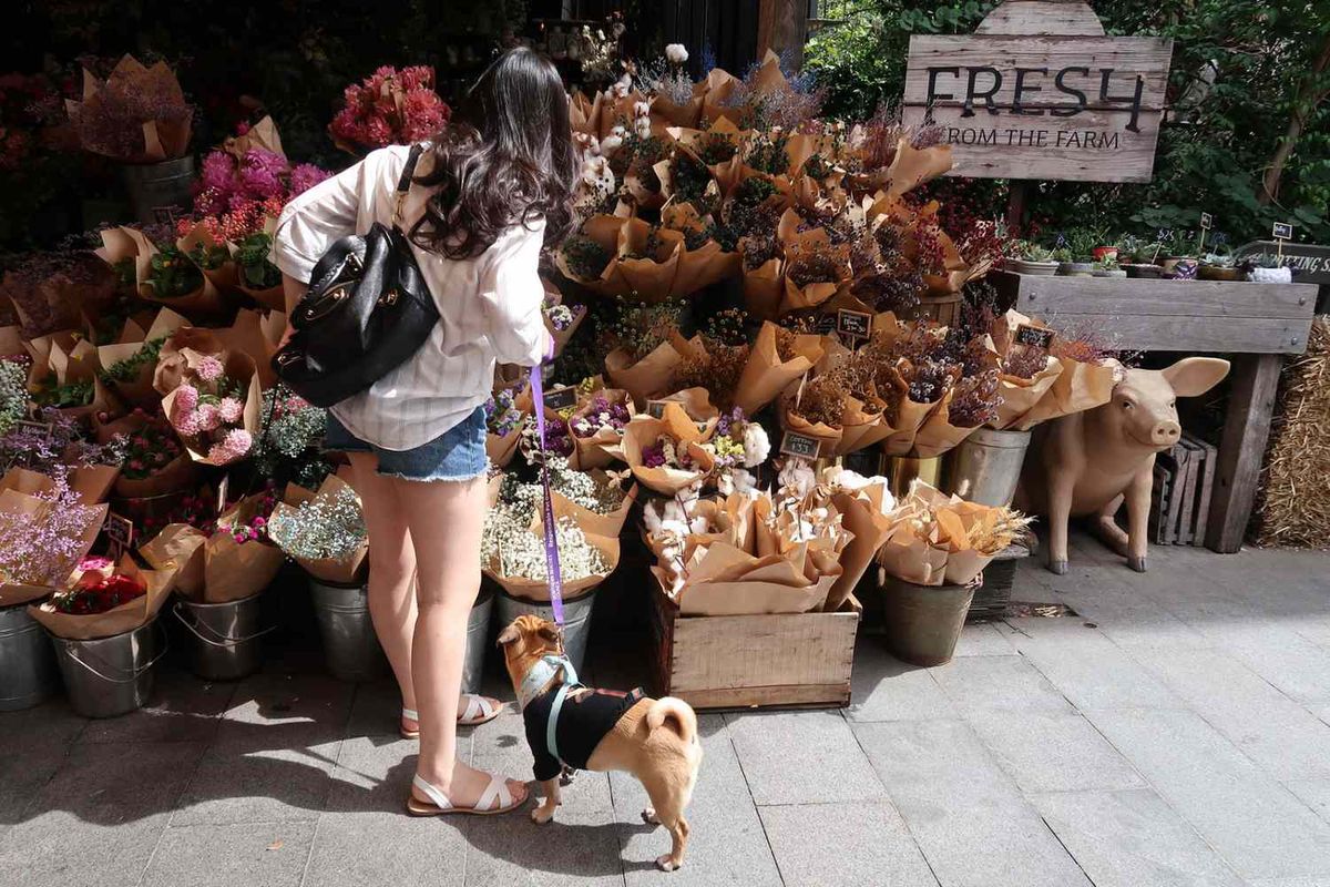 Aggieland Farmers Market- Pet Microchipping 