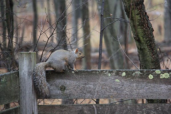 Schmeeckle's Sprightly Squirrels 