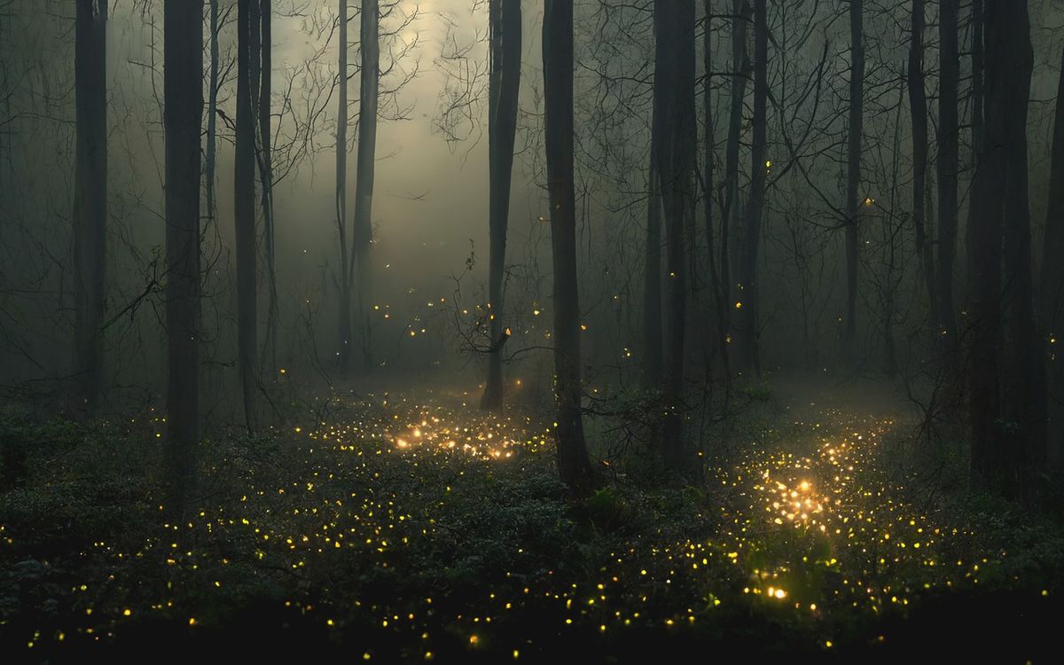 Der Wald leuchtet: F\u00fchrung zu den Gl\u00fchw\u00fcrmchen