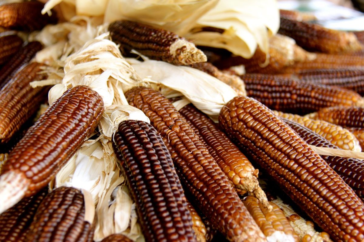 Tasting History: Corn