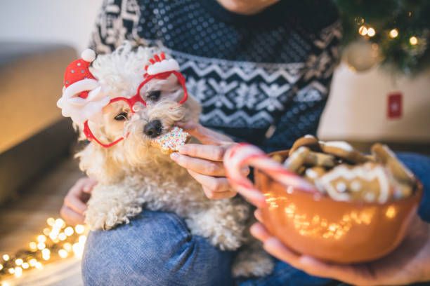 Bark The Halls: Festive Cookie Decorating