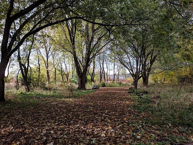Seeds of Intention: A Forest Walk for Renewal (ENGLISH)