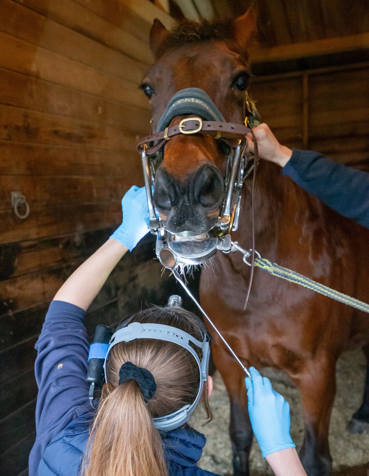 Equine dentistry - getting to the root of the problem