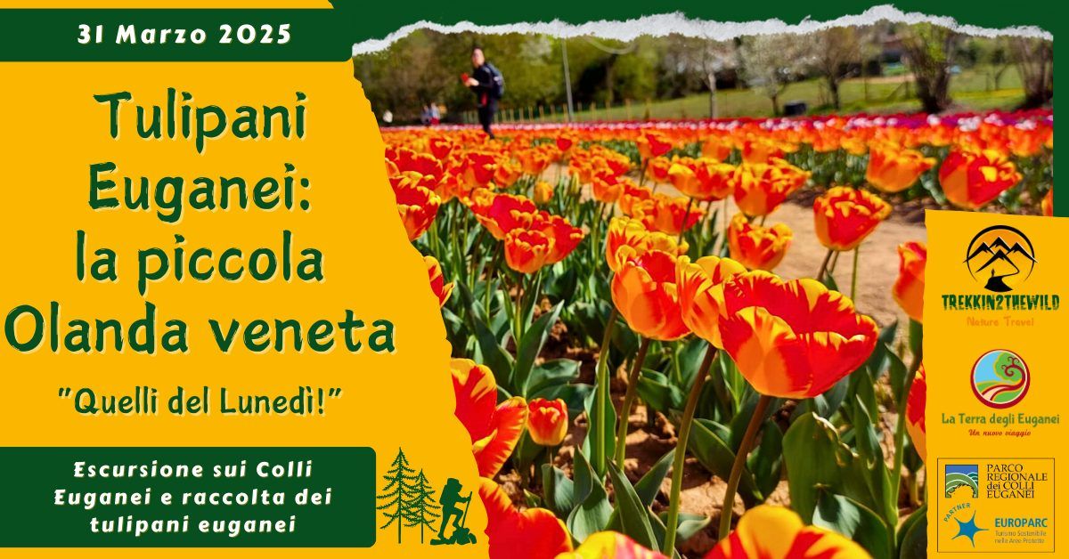 Tulipani Euganei: la piccola Olanda veneta - "Quelli del Luned\u00ec!"