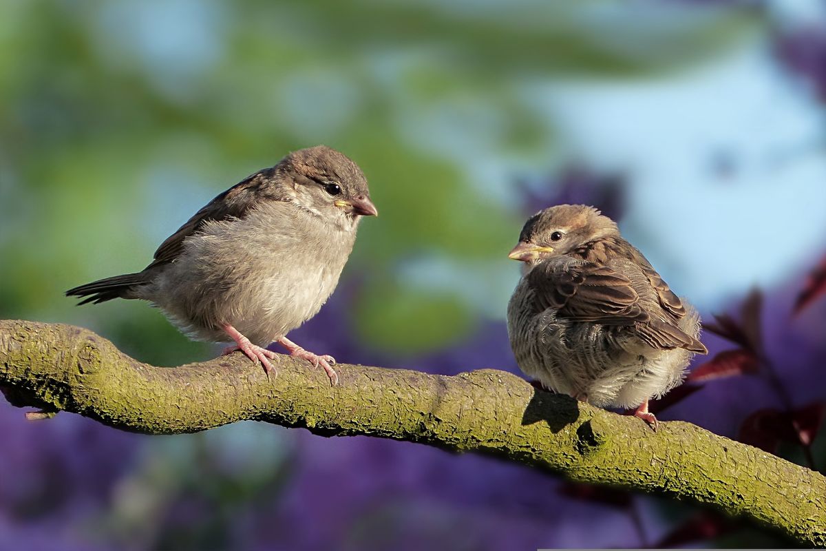 Science Walk | Die Vogelwelt des gr\u00fcnen Praters 