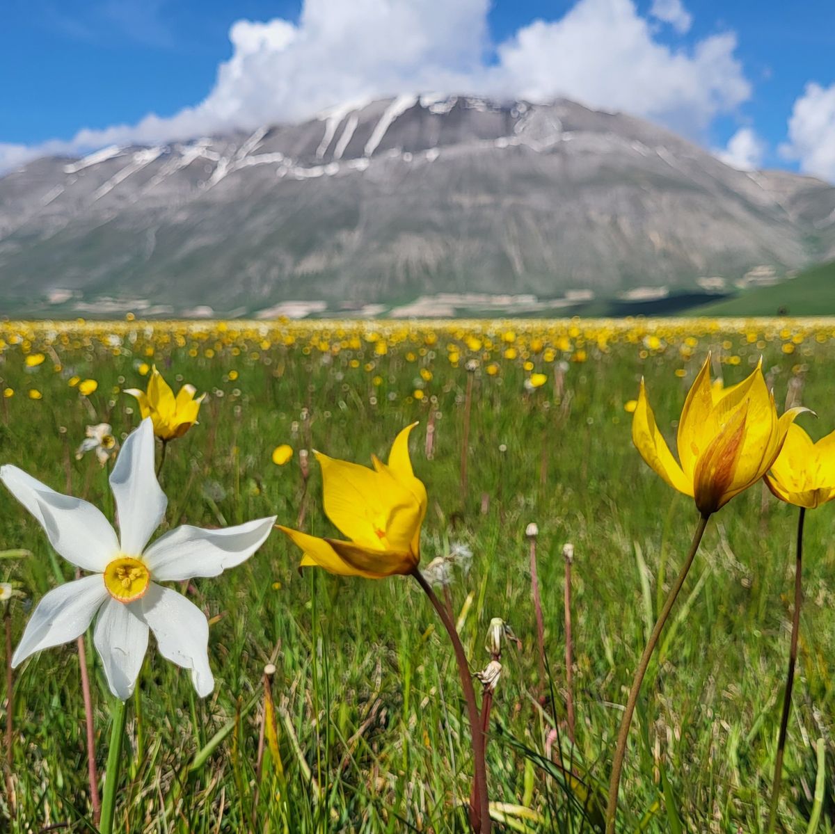 FOSSO DEI MERGANI, FIORITURA dei TULIPANI e TRITONE CRESTATO + degustazione castellucciana