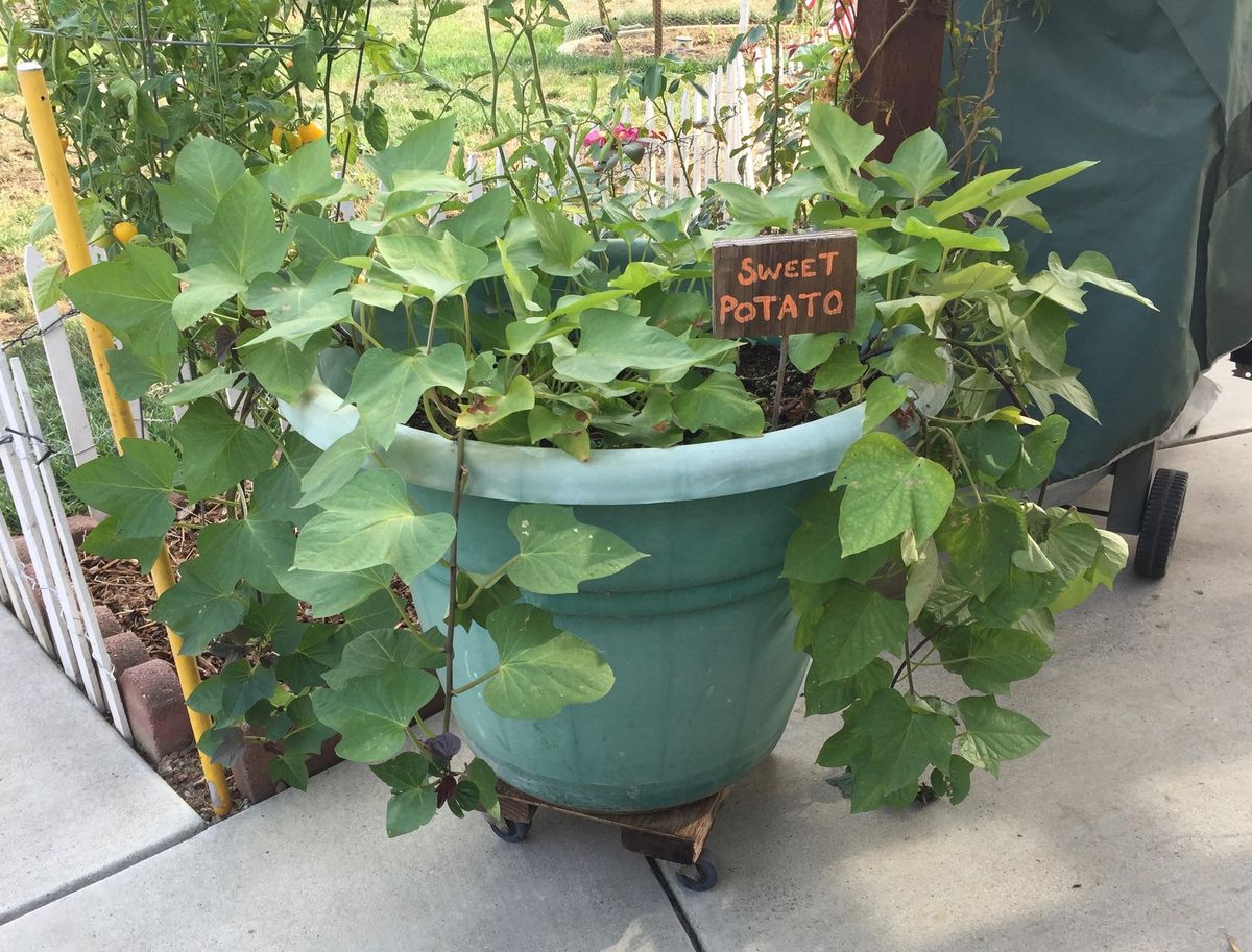 Successful Container Gardening - Sunnyvale 