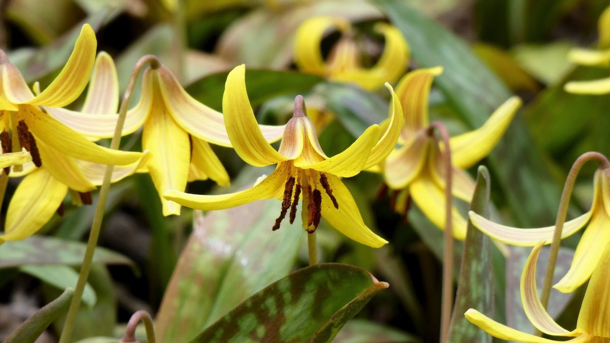 May Day Wildflower Walk