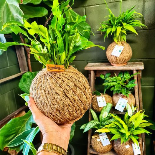 First Kokedama Workshop 2021, Succuliving, Cairns, 20 January 2021