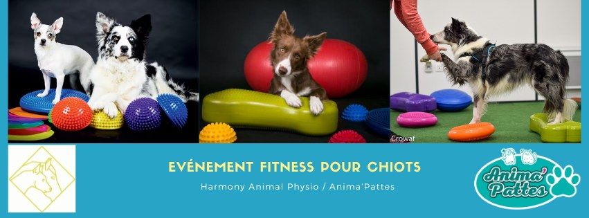 Fitness pour chiot