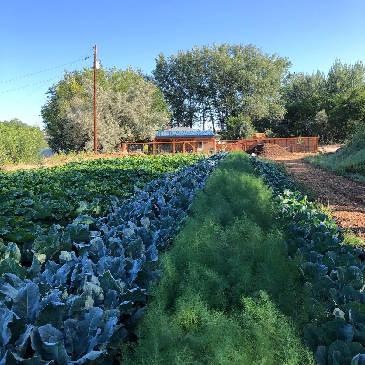 Farm Brunch