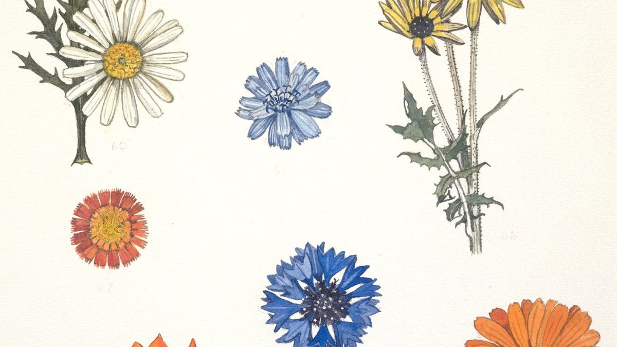 Nancy Adams: a Wellington Botanist and Artist - FULLY BOOKED