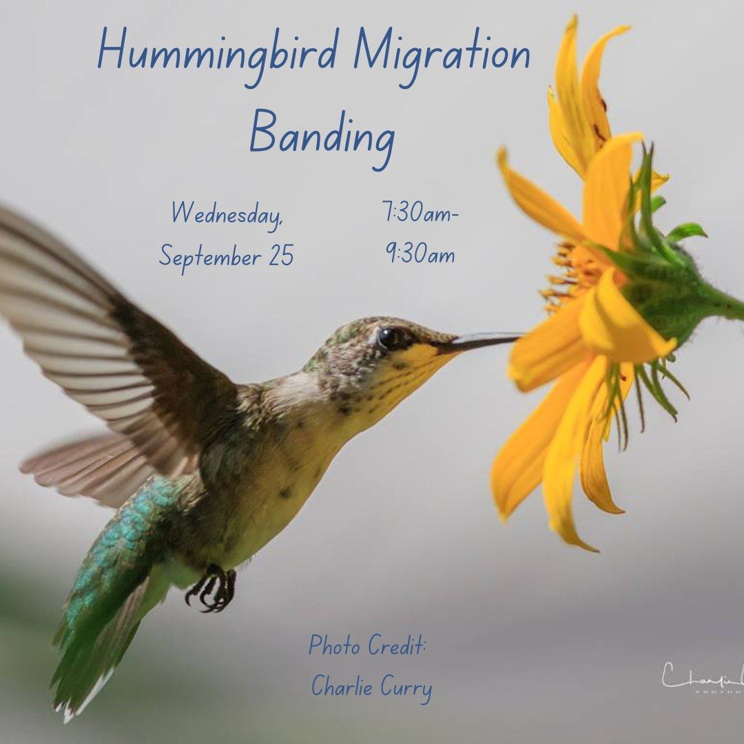 Observe Hummingbird Migration Banding